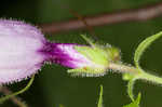 Small's beardtongue